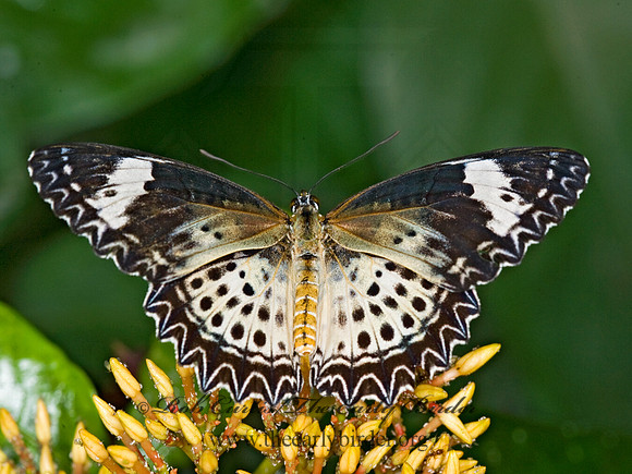 Cethosia cyane  LEOPARD LACEWING 8009673
