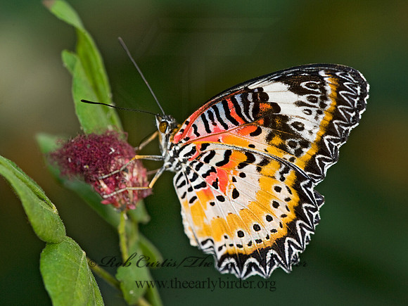 Cethosia cyane  LEOPARD LACEWING 8009675