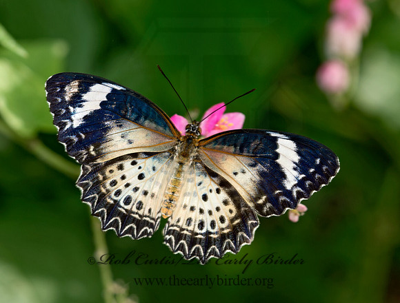 Cethosia cyane  LEOPARD LACEWING 9009057