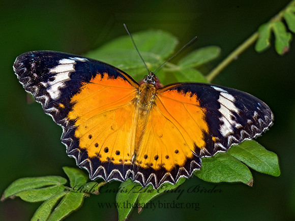 Cethosia cyane  LEOPARD LACEWING 8009677