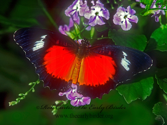 Cethosia cydippe  RED LACEWING 266418