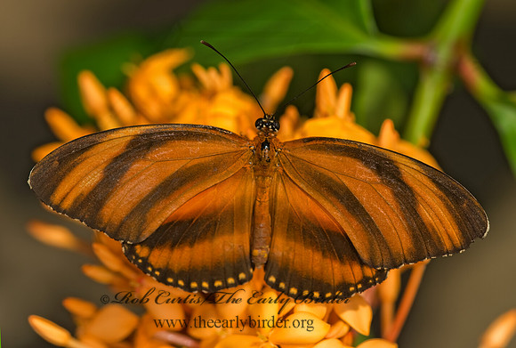 Dryadula phaetusa - Banded Orange Heliconian 8006646
