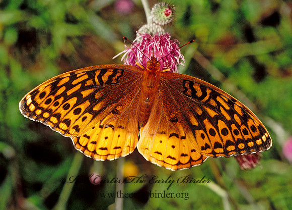 Speyeria atlantis  ATLANTIS FRITILLARY 173308