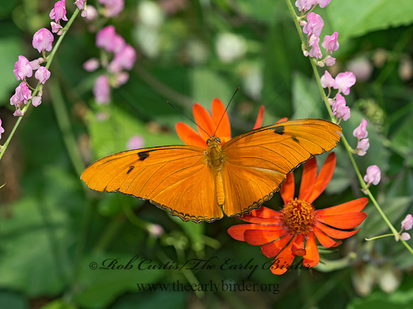 Dryas julia - Julia 9009170