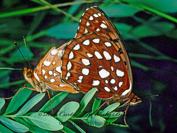 Speyeria aphrodite - Aphrodite fritillary 77514