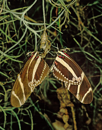 Heliconius charitonius - Zebra Longwing 70625