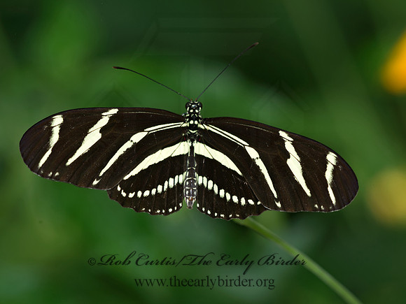 Heliconius charitonius - Zebra Longwing 9009077