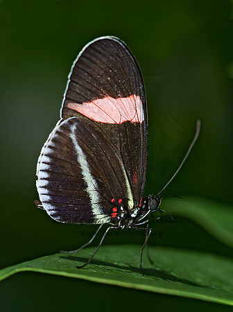 Heliconius erato  - Small Postman Butterfly 8006686
