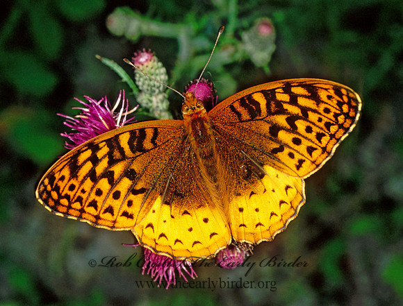 Speyeria atlantis  ATLANTIS FRITILLARY 207124