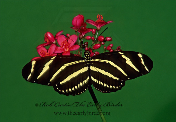 Heliconius charitonius - Zebra Longwing 268616