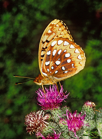 Speyeria atlantis  ATLANTIS FRITILLARY 207014