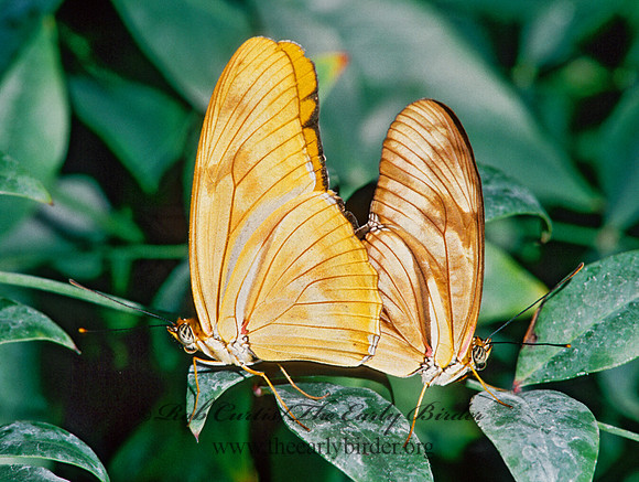 Dryas julia - Julia 266309