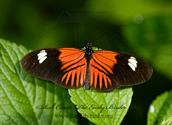Heliconius erato reductimaculata - Small Postman Butterfly 8009010