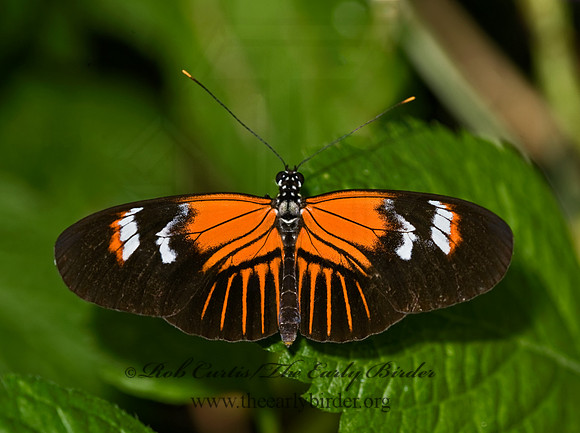 Heliconius erato reductimaculata - Small Postman Butterfly 8009017