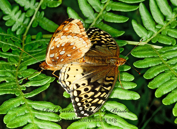 Speyeria atlantis  ATLANTIS FRITILLARY 208420