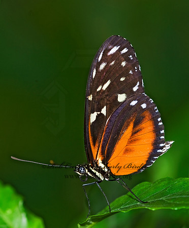 Heliconius hecale - Tiger Longwing 8006594