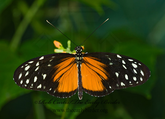 Heliconius hecale - Tiger Longwing 8009092