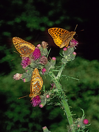 Speyeria atlantis  ATLANTIS FRITILLARY 207027