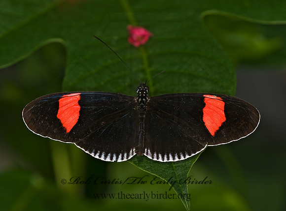 Heliconius melpmene  cythera f. stichei - Postman Butterfly 8006685