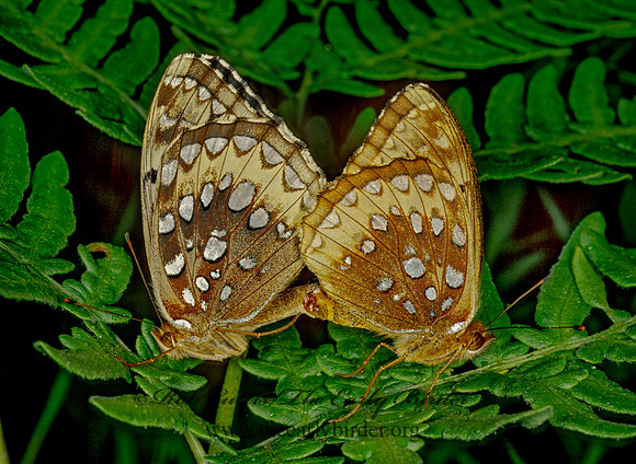 Speyeria atlantis  ATLANTIS FRITILLARY 208504 copy
