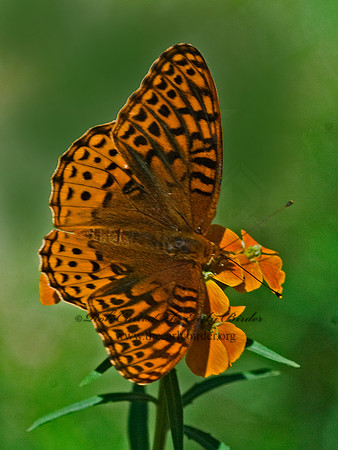 Speyeria atlantis nausica  ATLANTIS FRITILLARY 7010044