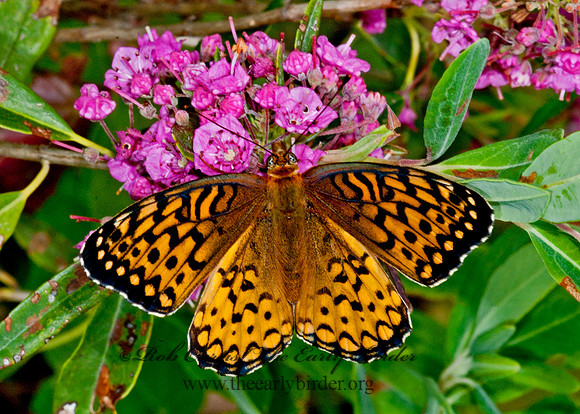 Speyeria atlantis  ATLANTIS FRITILLARY 8034477