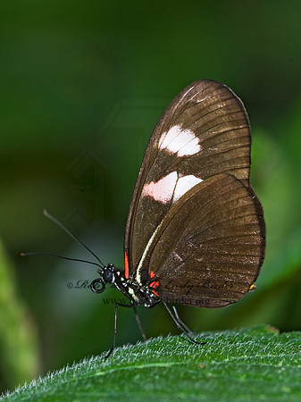 Heliconius melpomene - Postman Butterfly 8006609