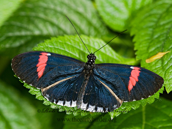 Heliconius melpmene  cythera f. stichei - Postman Butterfly 8009591