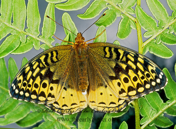 Speyeria atlantis  ATLANTIS FRITILLARY 208506