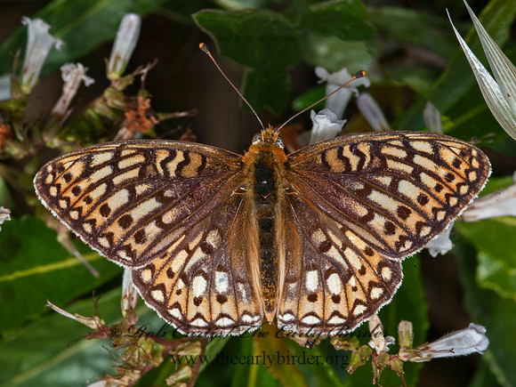 Speyeria callippe comstocki  CALLIPPE FRITILLARY 8037269