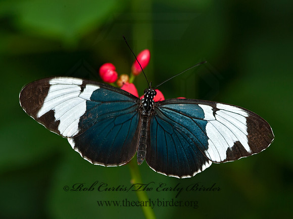 Heliconius sapho - Sapho Longwing 8009002