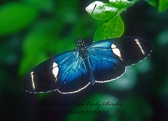 Heliconius sara - Sara Heliconian 266314
