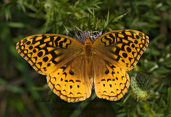 Speyeria cybele GREAT SPANGLED FRITILLARY 5014049