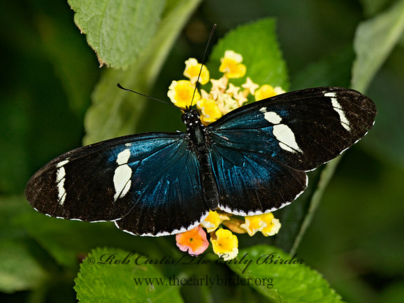 Heliconius sara - Sara Heliconian 8009644