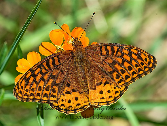 Speyeria atlantis nausica  ATLANTIS FRITILLARY 7010048