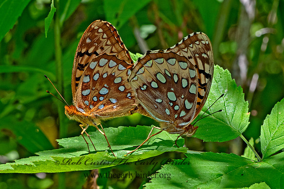 Speyeria cybele  GREAT SPANGLED FRITILLARY 3022386