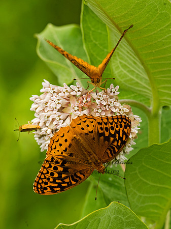 Speyeria cybele GREAT SPANGLED FRITILLARY 8015380