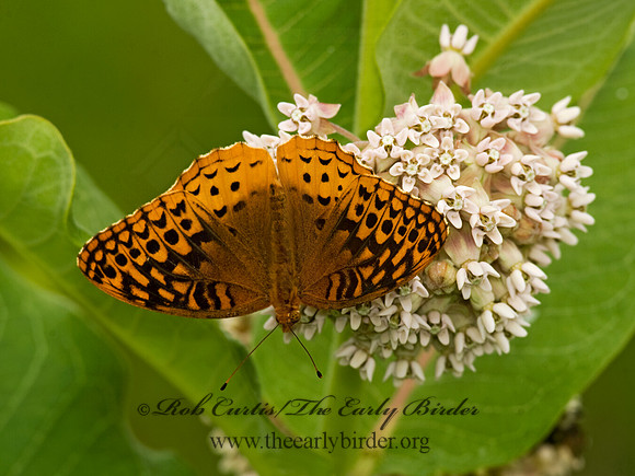 Speyeria cybele GREAT SPANGLED FRITILLARY 8015384