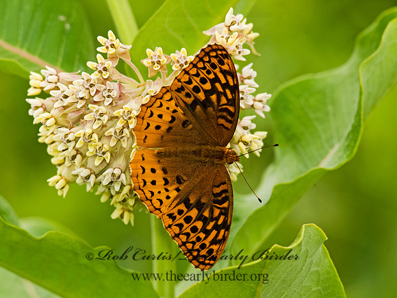 Speyeria cybele GREAT SPANGLED FRITILLARY 8015388