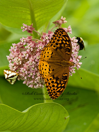Speyeria cybele GREAT SPANGLED FRITILLARY 8015391