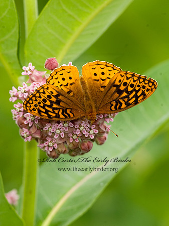Speyeria cybele GREAT SPANGLED FRITILLARY 8015400