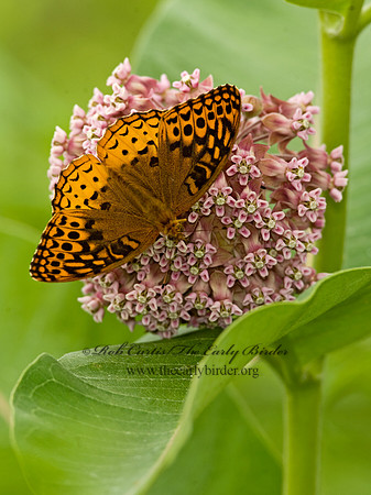 Speyeria cybele GREAT SPANGLED FRITILLARY 8015404