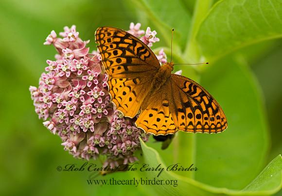 Speyeria cybele GREAT SPANGLED FRITILLARY 8015406