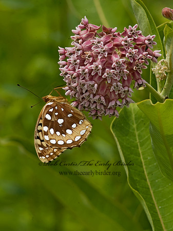 Speyeria cybele GREAT SPANGLED FRITILLARY 8015415