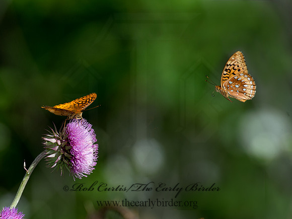Speyeria cybele GREAT SPANGLED FRITILLARY 9023442