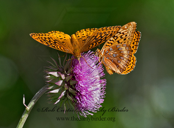 Speyeria cybele GREAT SPANGLED FRITILLARY 9023443