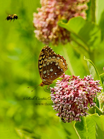 Speyeria cybele GREAT SPANGLED FRITILLARY 8015416