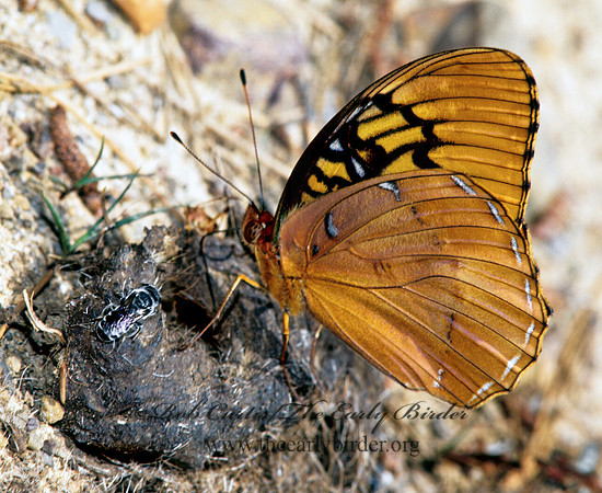 Speyeria diana - Diane Fritillary 171024