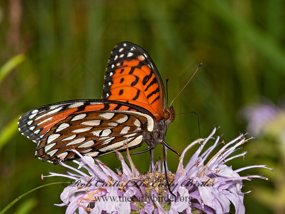Speyeria idalia - Regal Fritillary 3003152