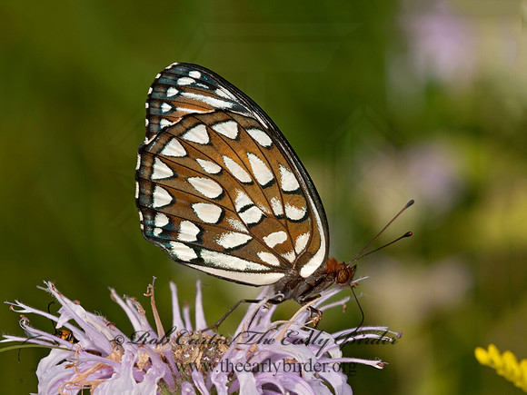 Speyeria idalia - Regal Fritillary 3003153